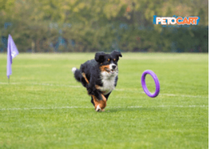 Best 8 Dog Toys for Enhancing Playtime 