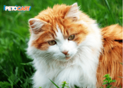 Cat Care Tips and Products for a Happy and Healthy Kitty