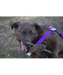 Walk Your Dog With Love No-Choke No-Pull Front-Leading Dog Harnesses - Sportso Doggo Edition-Amethyst Purple-12-23 lbs (5-10 kg)