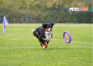 Best 8 Dog Toys for Enhancing Playtime