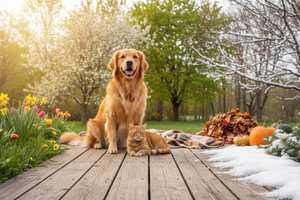 Seasonal Pet Care Guide: Expert Tips for Year-Round Health and Safety
