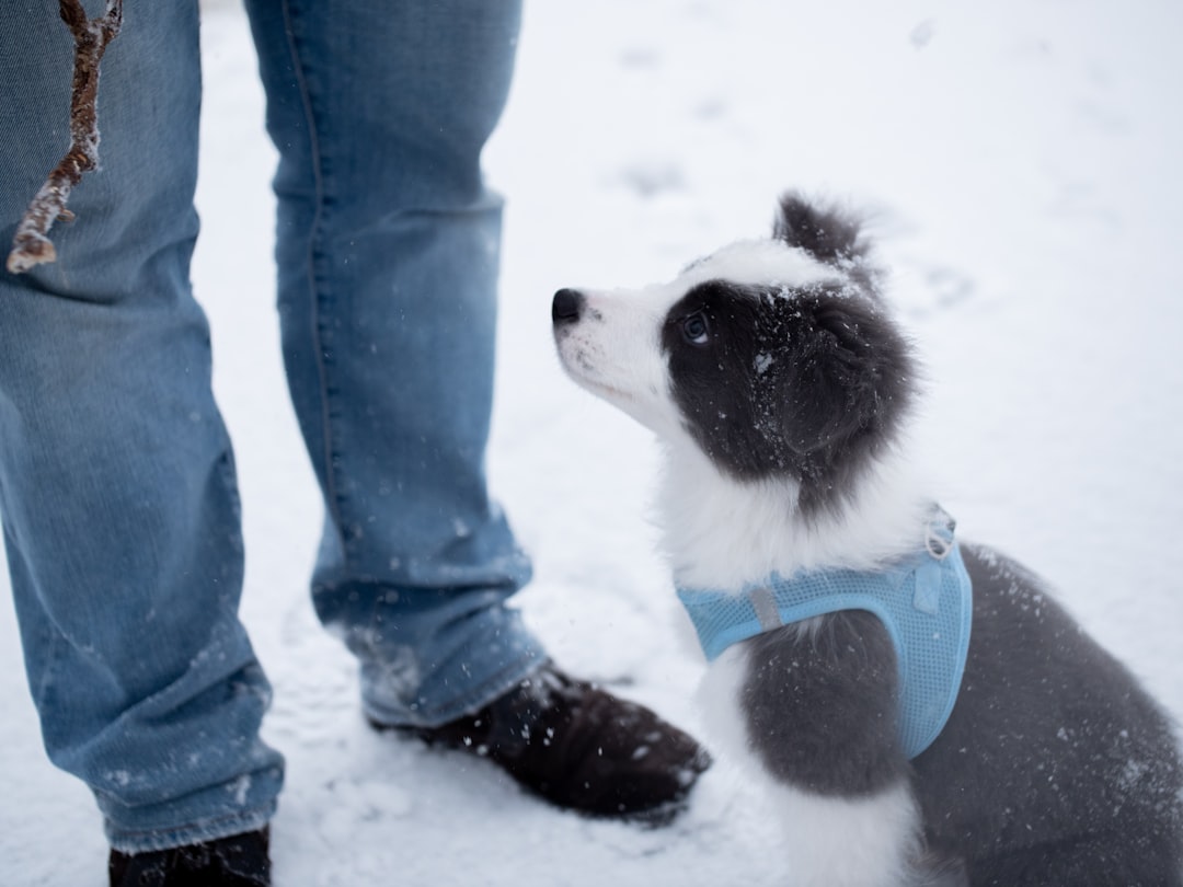 Comprehensive Winter Pet Care Tips: Keep Your Pets Safe, Healthy, and Comfortable