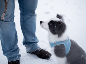 Comprehensive Winter Pet Care Tips: Keep Your Pets Safe, Healthy, and Comfortable