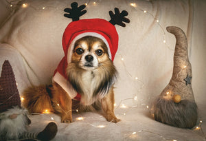 Holiday Gift Ideas for Pets and Pet Lovers: Unique, Practical, and Thoughtful Presents for the Season