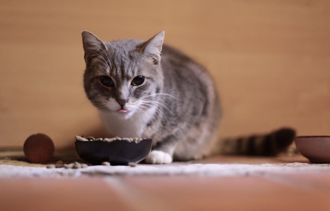 Comprehensive Guide to Feline Nutrition and Effective Weight Management Strategies