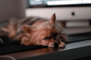 The Importance of Structured Daily Routines for Pet Health and Wellness