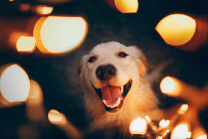 "Top New Year’s Resolutions for Pets in 2026: Expert Tips for Health, Enrichment, and Bonding"