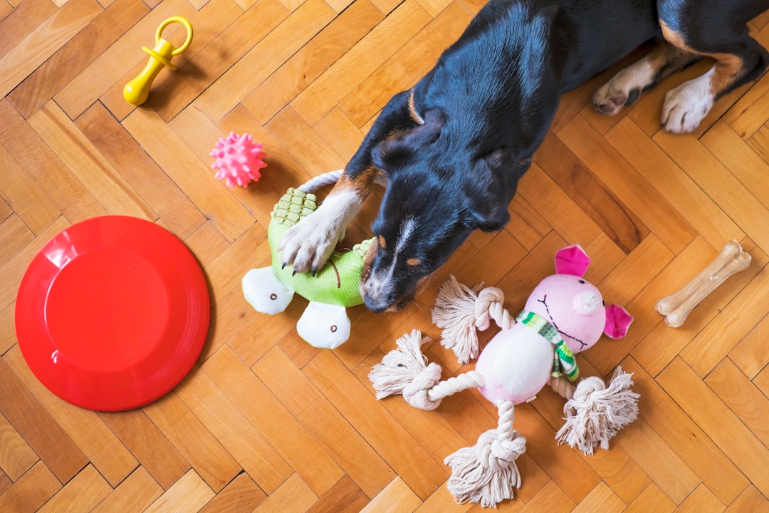 Enhancing Your Dog's Well-Being: A Guide to Interactive and Enriching Toys