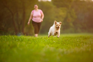 "Promoting Pet Health: Exercise, Nutrition, and Daily Routines for a Balanced Lifestyle"