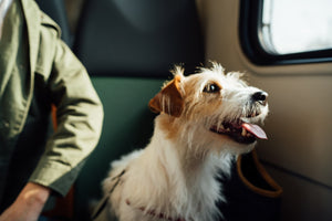 Comprehensive Guide to Safe and Stress-Free Travel with Pets