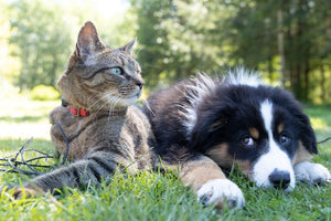 Creating the Perfect Daily Routine for Happy, Healthy Dogs and Cats
