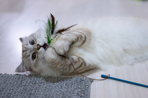 Enhancing Indoor Cats’ Lives: The Benefits of Wand Toys and Natural Enrichment