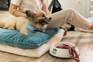 How AI and Wearable Technology are Revolutionizing the Pet Care Industry