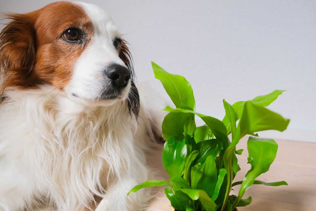 Choosing the Right Dietary Supplements for Dogs: Expert Tips and Science-Backed Insights