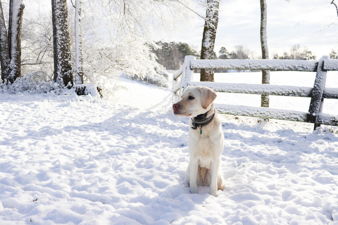 Comprehensive Winter Care for Dogs and Cats: Tips to Keep Pets Warm, Healthy, and Safe