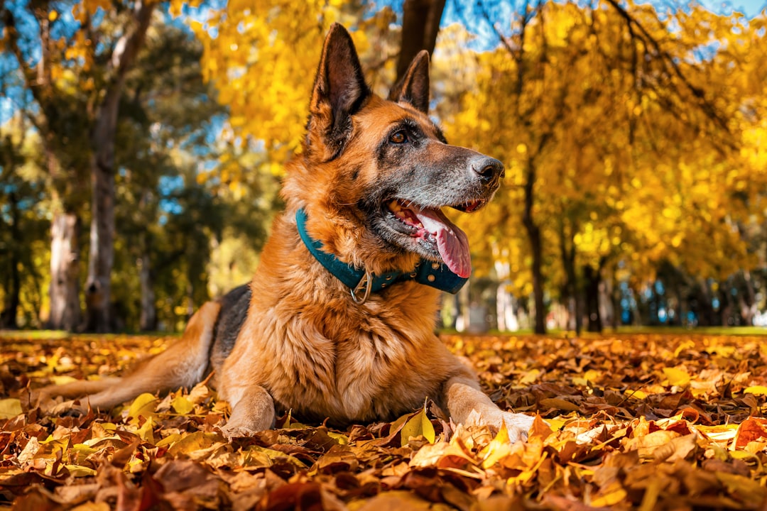 Seasonal Pet Wellness Guide: Expert Tips for Year-Round Health and Comfort