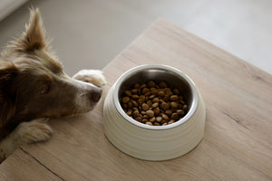 The Future of Pet Nutrition: Personalization, Gut Health, and Cutting-Edge Technologies