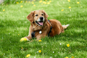 Comprehensive Dog Health and Wellness: Essential Tips for Every Life Stage