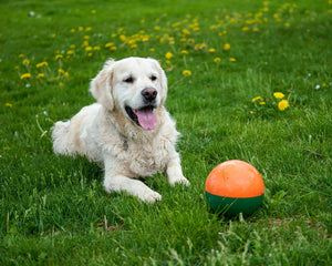 What Your Dog’s Favorite Toy Says About Their Personality and Instincts