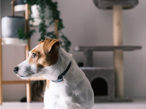 Revolutionizing Pet Care: How Smart Home Technology and AI Are Enhancing Pet Well-Being