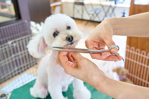 The Importance of Regular Nail Trimming for Your Pet's Health and Comfort