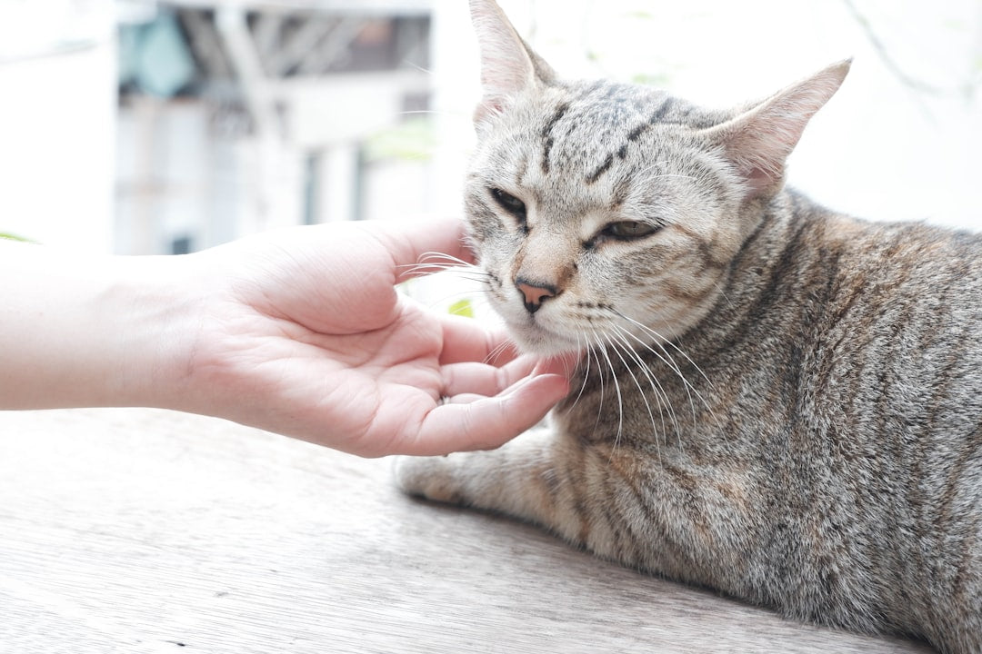 Mastering Feline Communication: Decoding Cat Behavior, Body Language, and Vocalizations