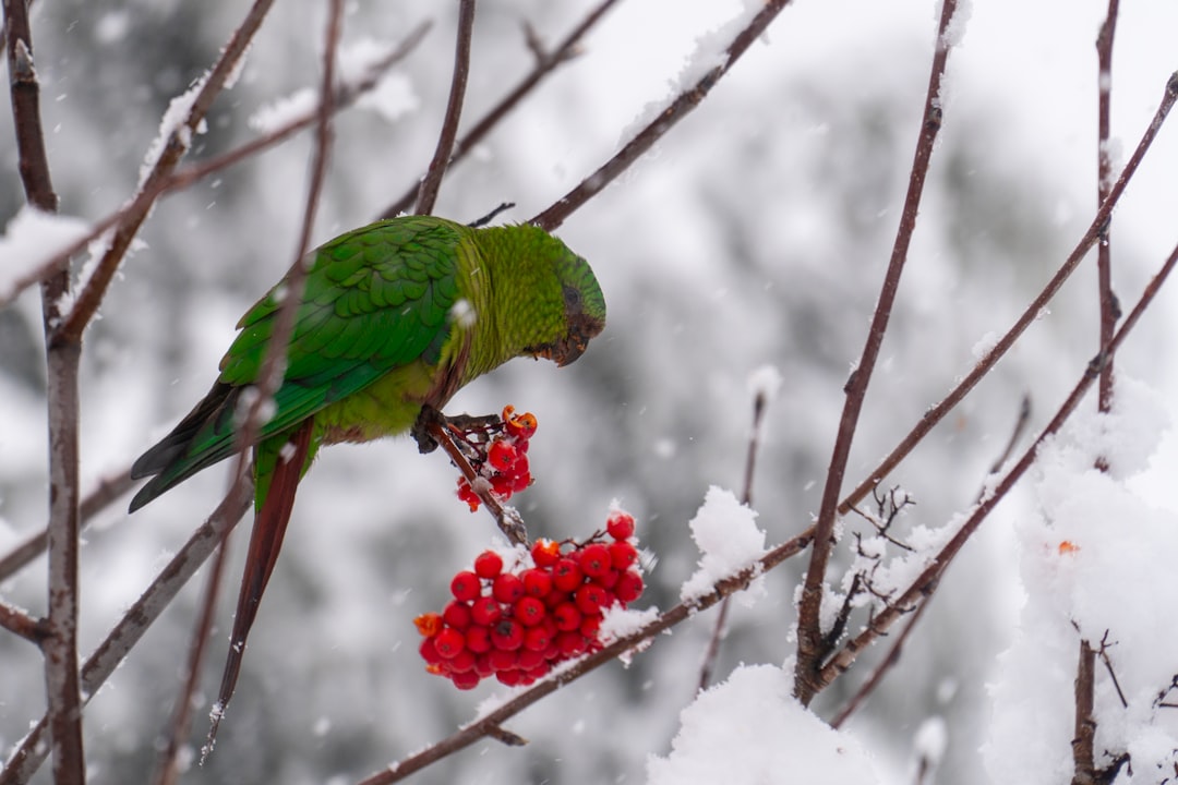 Winter Bird Care: Essential Tips for Feeding Wild Birds and Protecting Pet Parrots