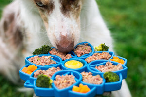 Wet vs. Dry Pet Food: A Comprehensive Guide to Choosing the Best Diet for Your Dog or Cat
