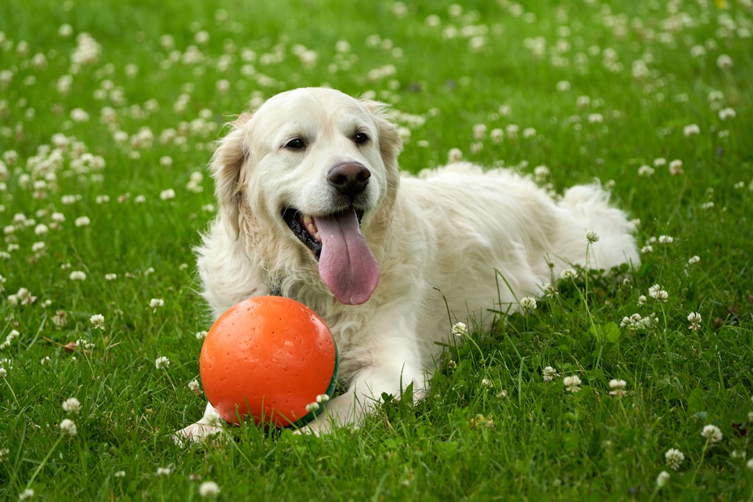 Effective Strategies to Keep Your Dog Entertained and Prevent Boredom