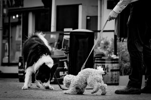 The Ultimate Guide to Choosing the Best Toys for Dogs and Cats: Enhancing Physical Health, Mental Stimulation, and Behavioral Well-Being