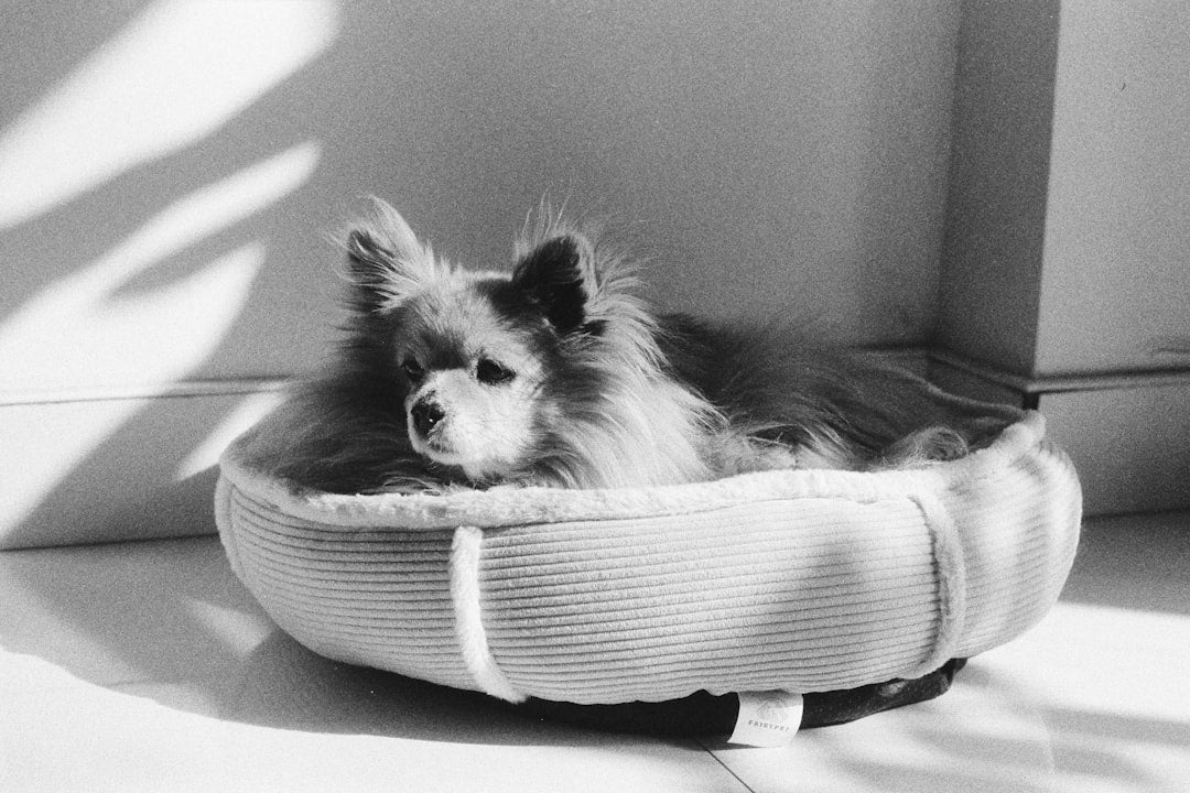 Choosing the Perfect Dog Bed: Tailored Solutions for Your Pet's Comfort and Health
