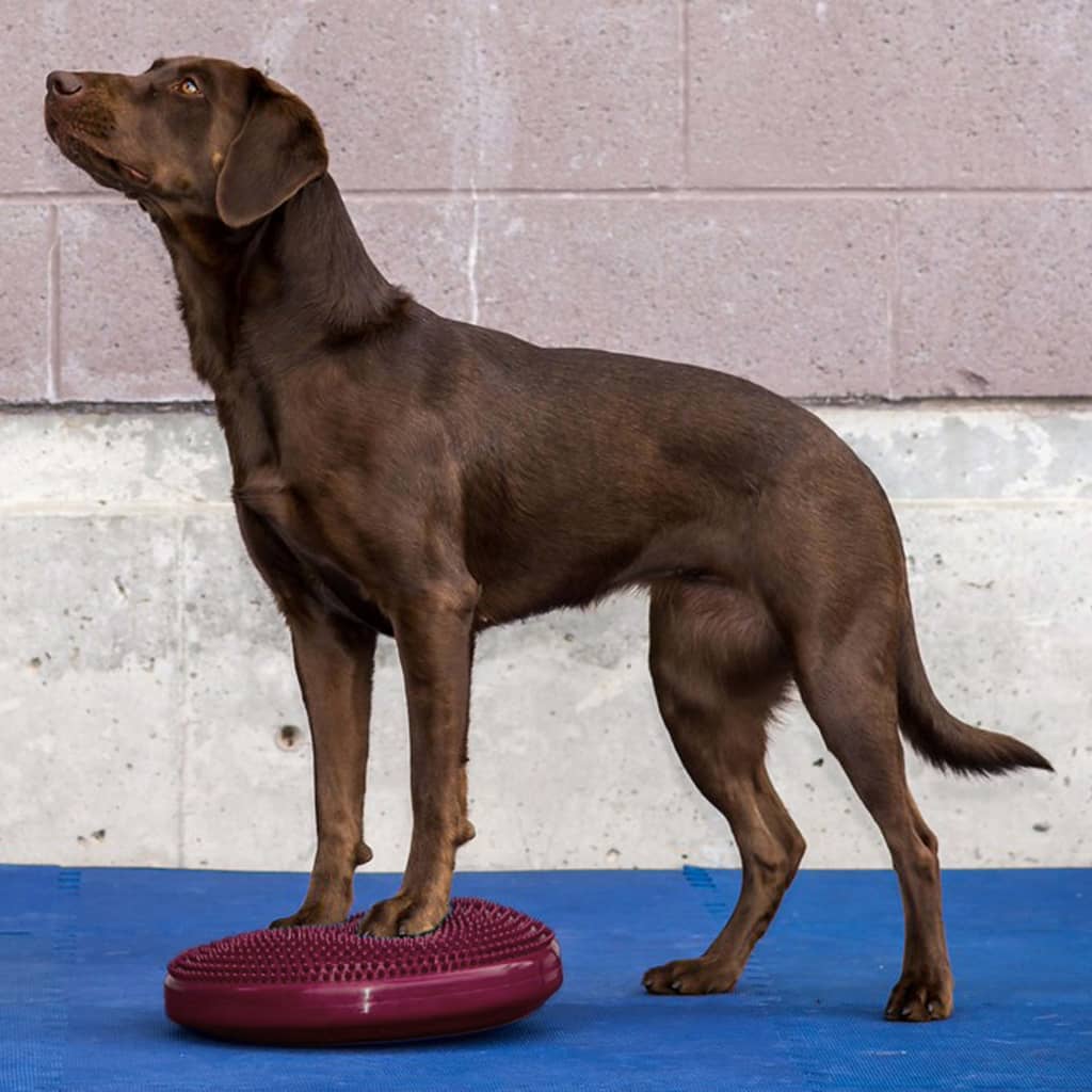 Fitpaws® Dog Balance Disc - Razzleberry, 14' | Dog Exercise Equipment | Workout Tool For Strength, Core, Stability & Rehabilitation