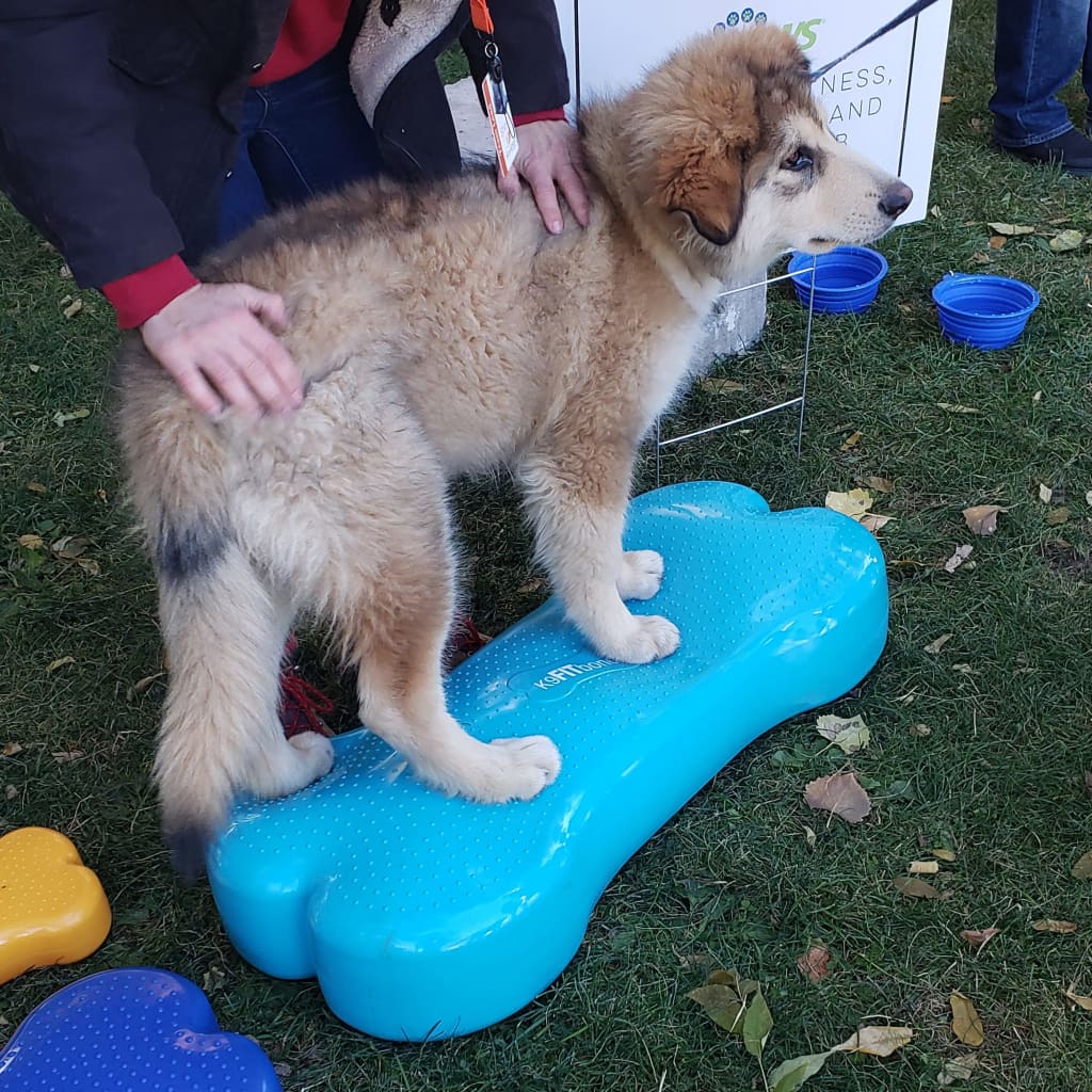 Fitpaws® K9Fitbone® - Giant, Turquoise | Dog Balance Training Platform & Exercise Equipment | Workout Tool For Strength, Core & Stability