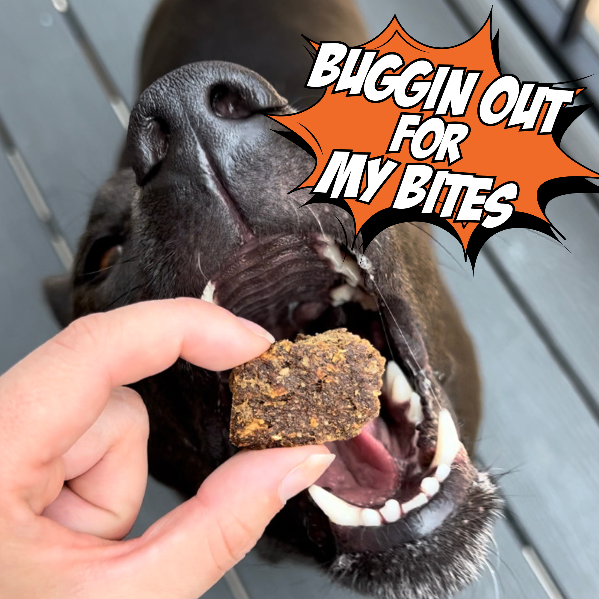 Cricket & Sweet Potato Jerky Dog Treats, 4-Pack