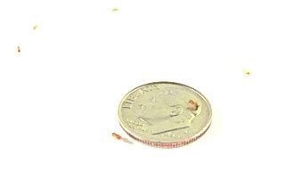 Joshs Frogs Producing Wingless Drosophila Melanogaster Fruit Fly Culture