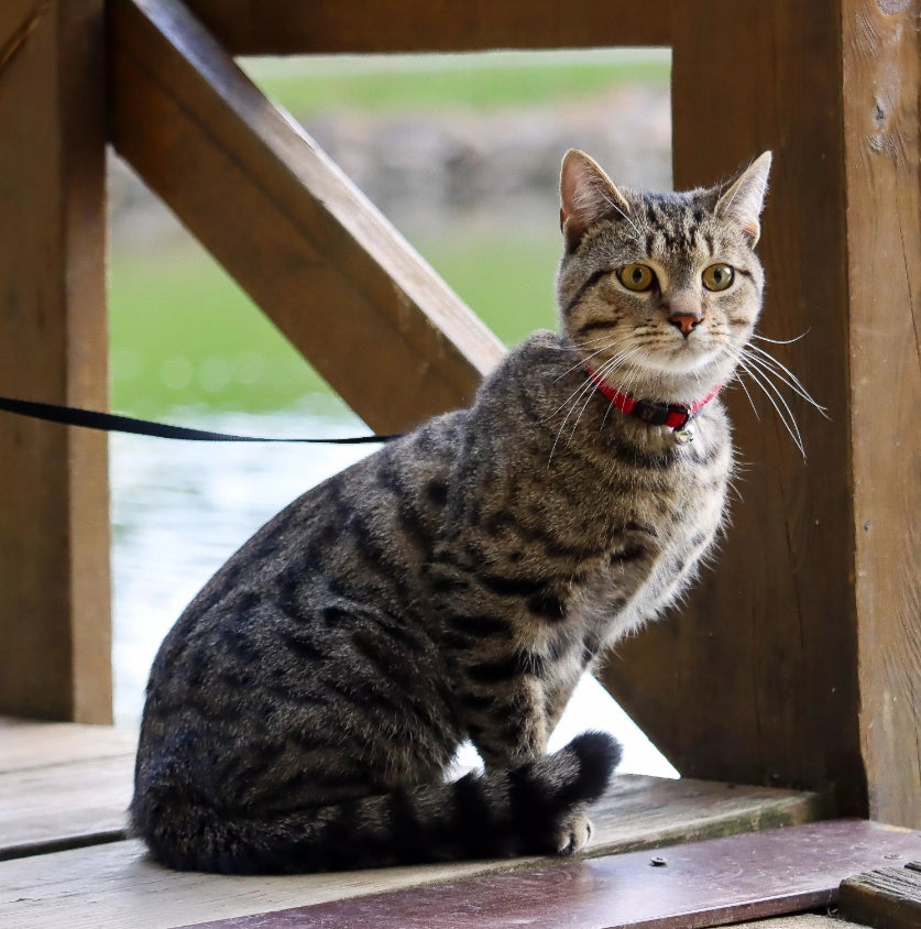 Coastal Pet New Earth Soy Adjustable Breakaway Cat Collar - Eco-Friendly, Odor-Resistant And Adjustable Cat Collar, Cranberry, 3/8' X 08'-12'