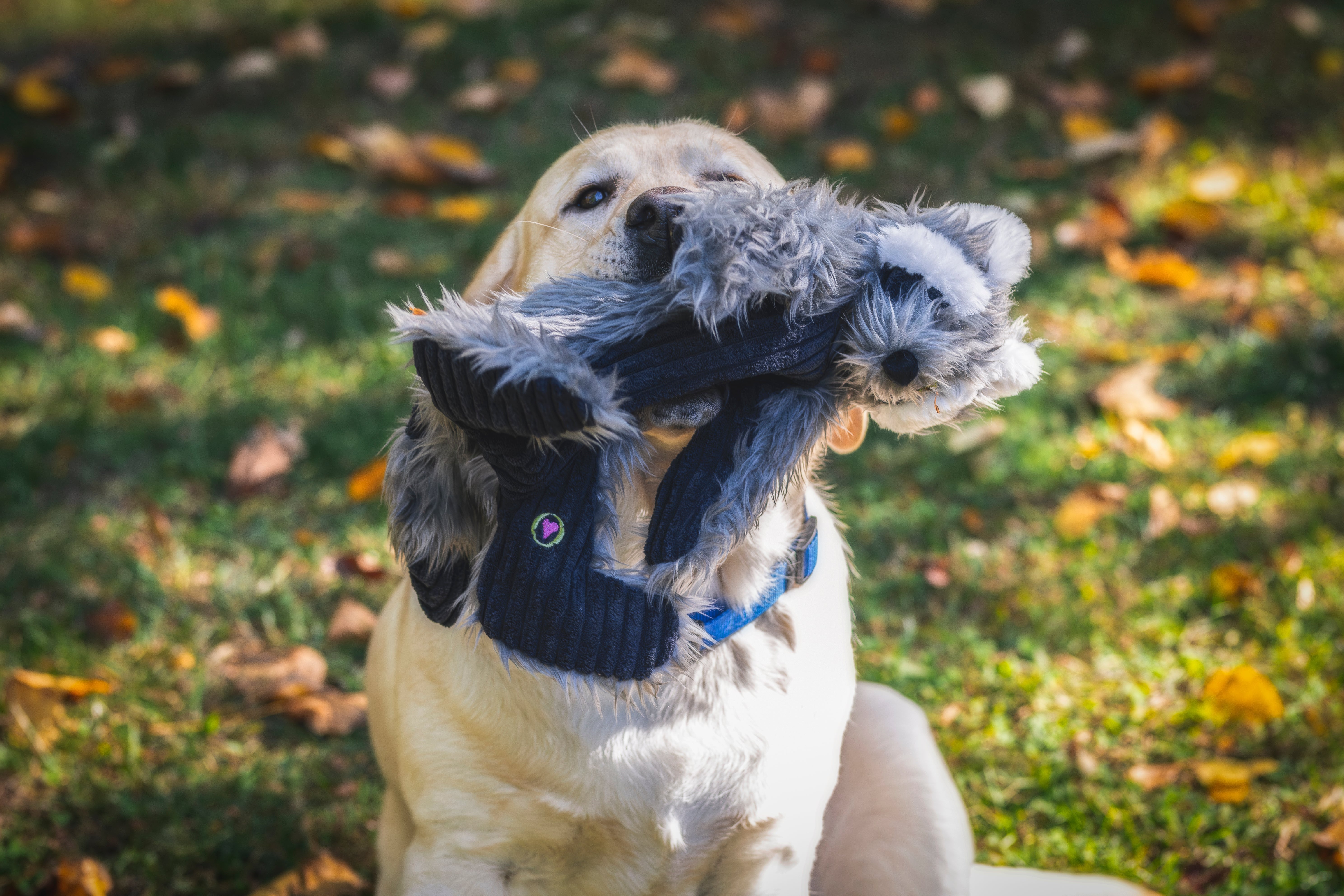 Redwood Raccoon X-Brace® Plush Dog Toy