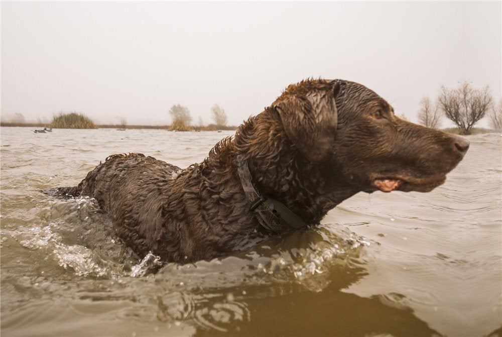 Dogtra 1900S Wetlands Dog System, Camouflage