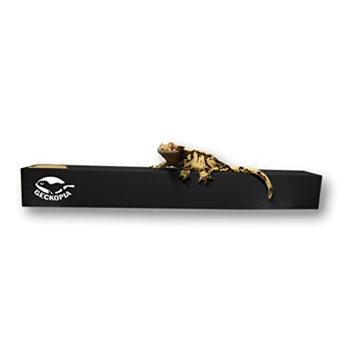Geckopia Reptile Flex Bridge Reptile Bridge  Gecko Bridge  Gecko Ledge  Reptile Vine  Reptile Terrarium Decoration  Reptile Bran