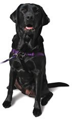 Softouch Concepts Sense-Ation No-Pull Dog Harness - Black Medium/Large (Narrow)