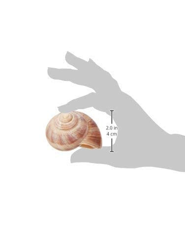 Straight from France Escargot Snail Shells Large 48 Count
