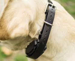 Dogtra Strap Black 3/4' X 28'