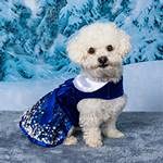 Holiday Dog Harness Dress - Snowflakes (Small)
