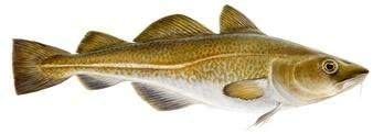 Icelandic+ Cod Skin Strips - 16oz Bag, Pure Fish Dog Treats, Wild-Caught & Air-Dried, Single Ingredient Snacks, Pet Chews, Just