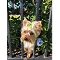 FenceMate No Escape Dog Harness - to Keep Small Pets Safe from Escaping Through Fence Slats Patented Harness W/Balls Attached - 