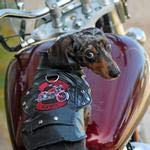 Doggie Design Biker Dawg Motorcycle Dog Jacket (3X-Large, Black)