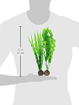Biorb Easy Plant Pack, Medium