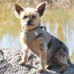 American River Ultra Choke-Free Mesh Dog Harness - Fossil Brown