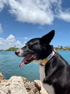 Shaka'S Salty Paws Boy & Girl Dog Collar Small Medium Large (Small Dog Collar Adj. 10-16'' For Dogs Up To 25 Lbs, Yellow Tropica