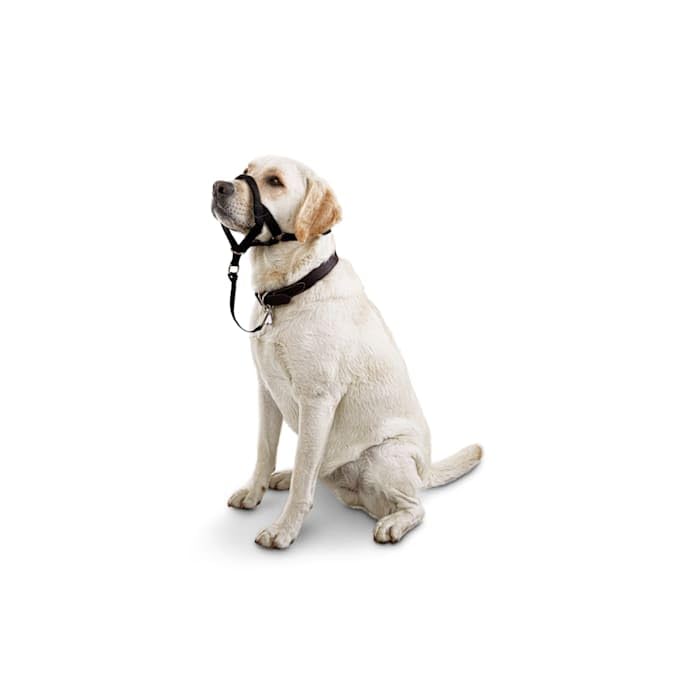 Everyyay Head Of The Class Head Halter For Dogs, Medium